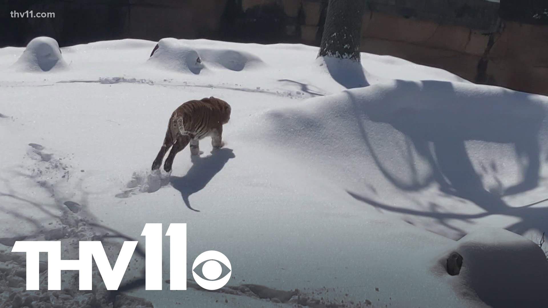 Liku the Tiger was taking advantage of the snow day at the Little Rock Zoo!