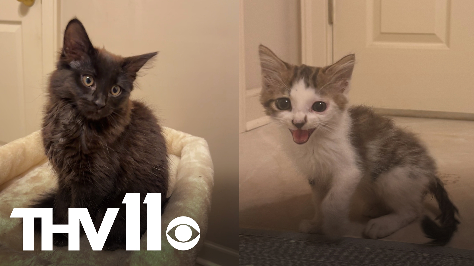 Meet Zoe and Steven! These two littermates are about 8 weeks old, super sweet, very social, and dog-friendly! Help them find a forever home today.