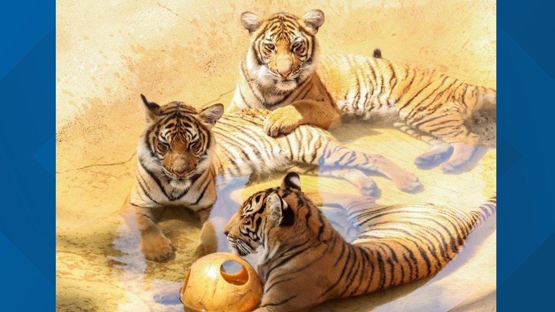 Little Rock Zoo celebrates the birth of three tiger cubs