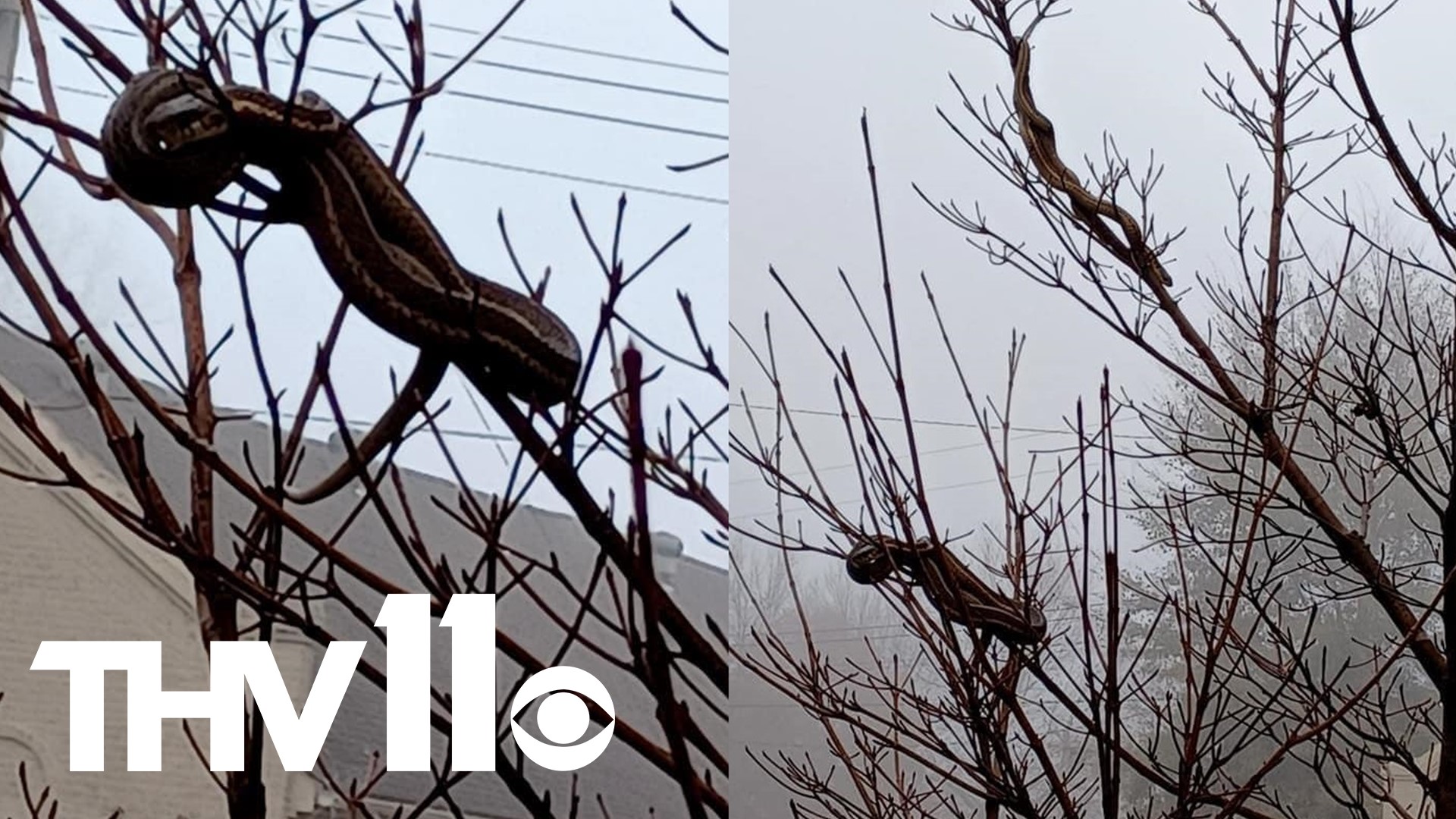 Rodney Cooper snapped these photos in Dell of two snakes in his tree. Four hours later they had wandered off somewhere else.
