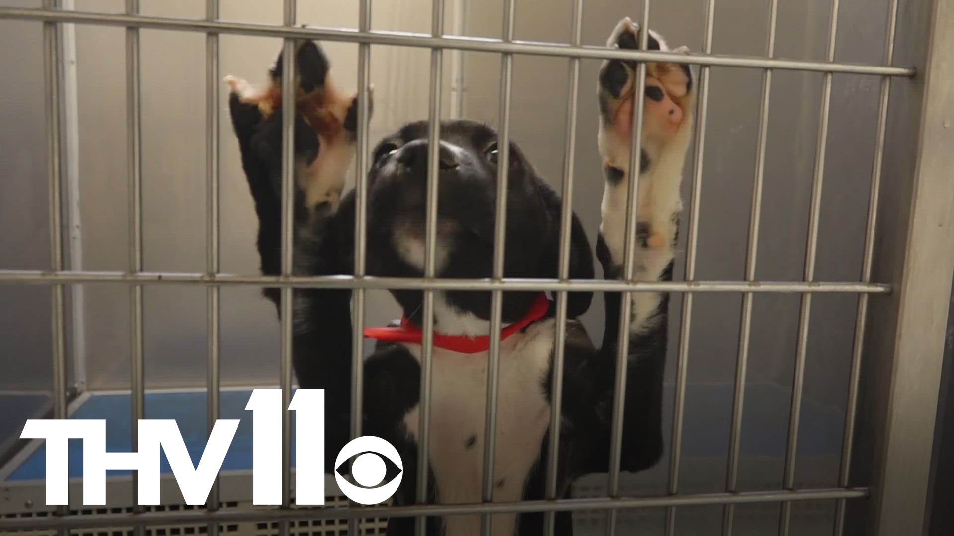 The North Little Rock Animal Shelter is in crisis mode, and they're searching for people to adopt and foster pets so they can avoid making heartbreaking decisions.