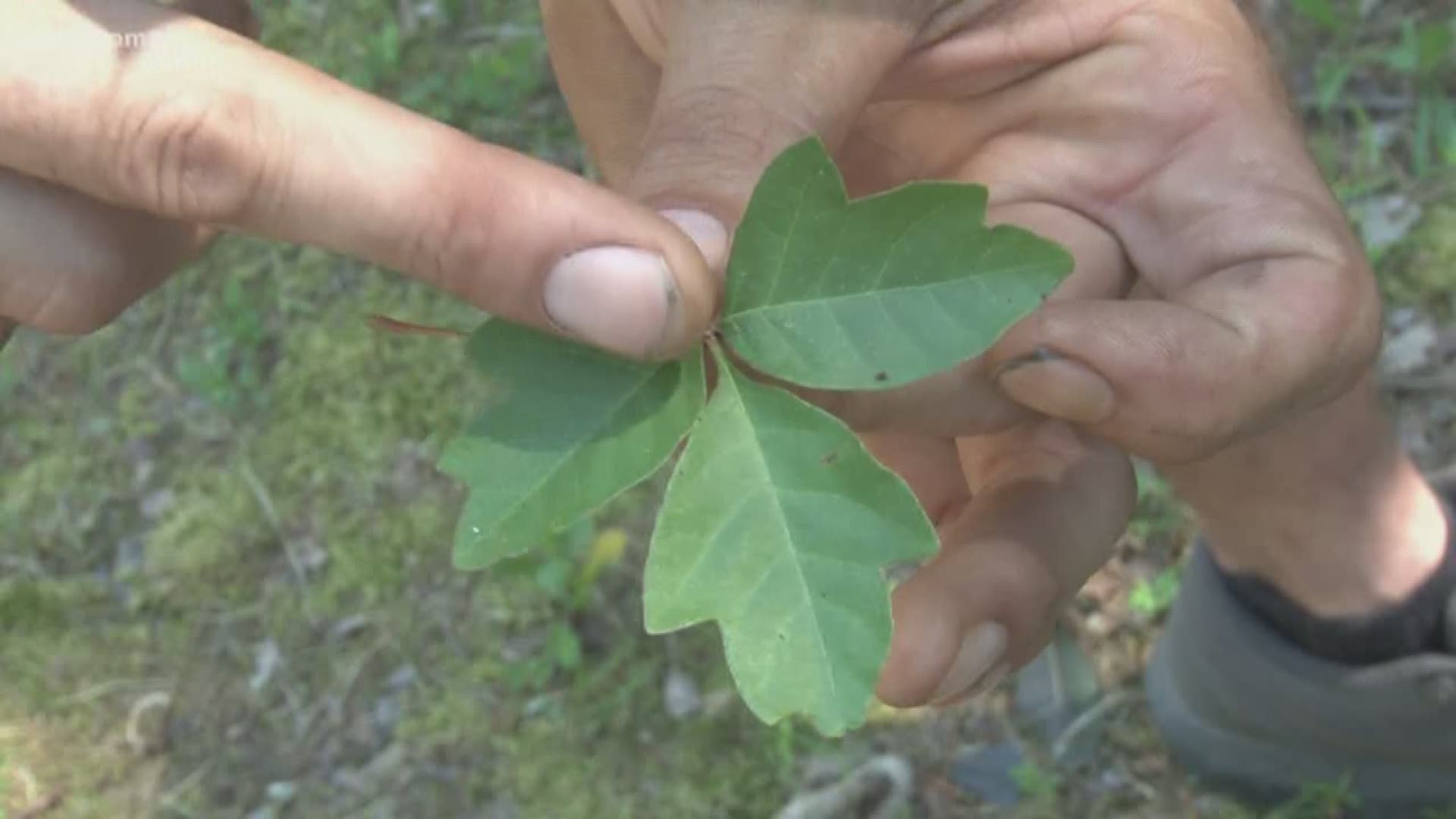 A wet spring this year could cause more poison ivy to grow in places where it normally wouldn't.
