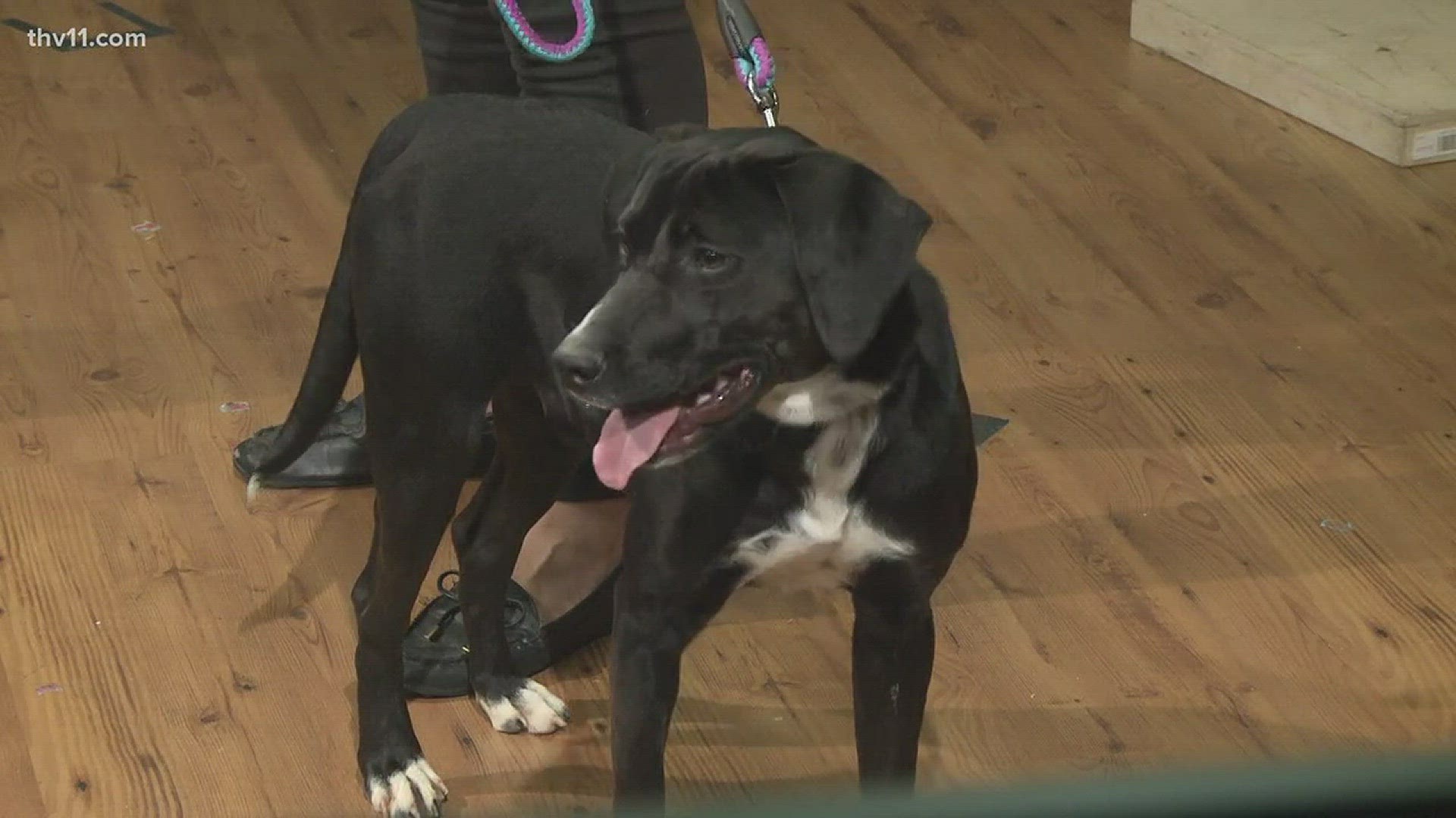 Betsy Robb with Friends of the Animal Village joined THV11 This Morning on Friday with Gomer, a lovable hound mix.