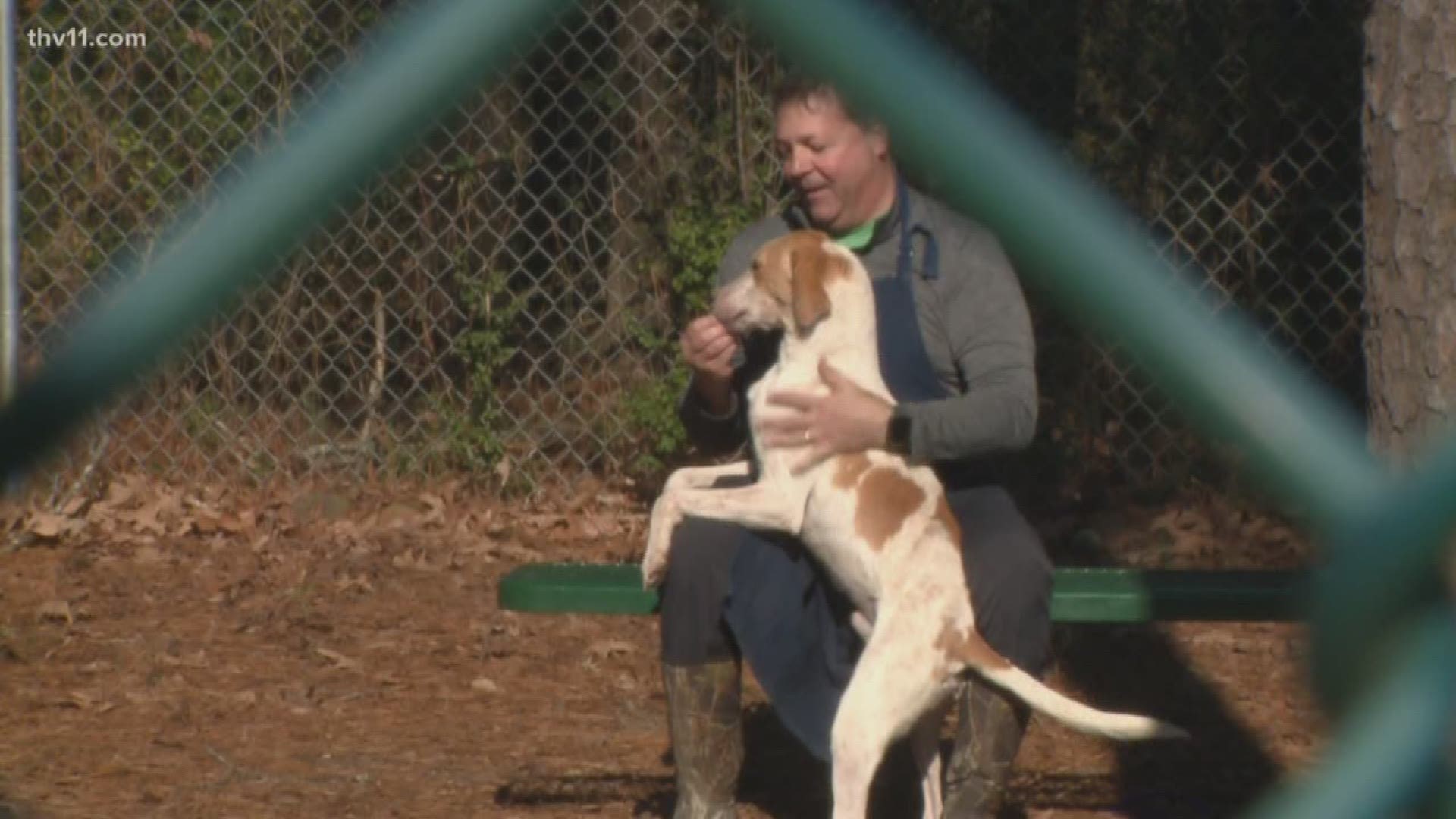 The Little Rock Animal Village is at full capacity - which is why they're waiving adoption fees for dogs six months and older.