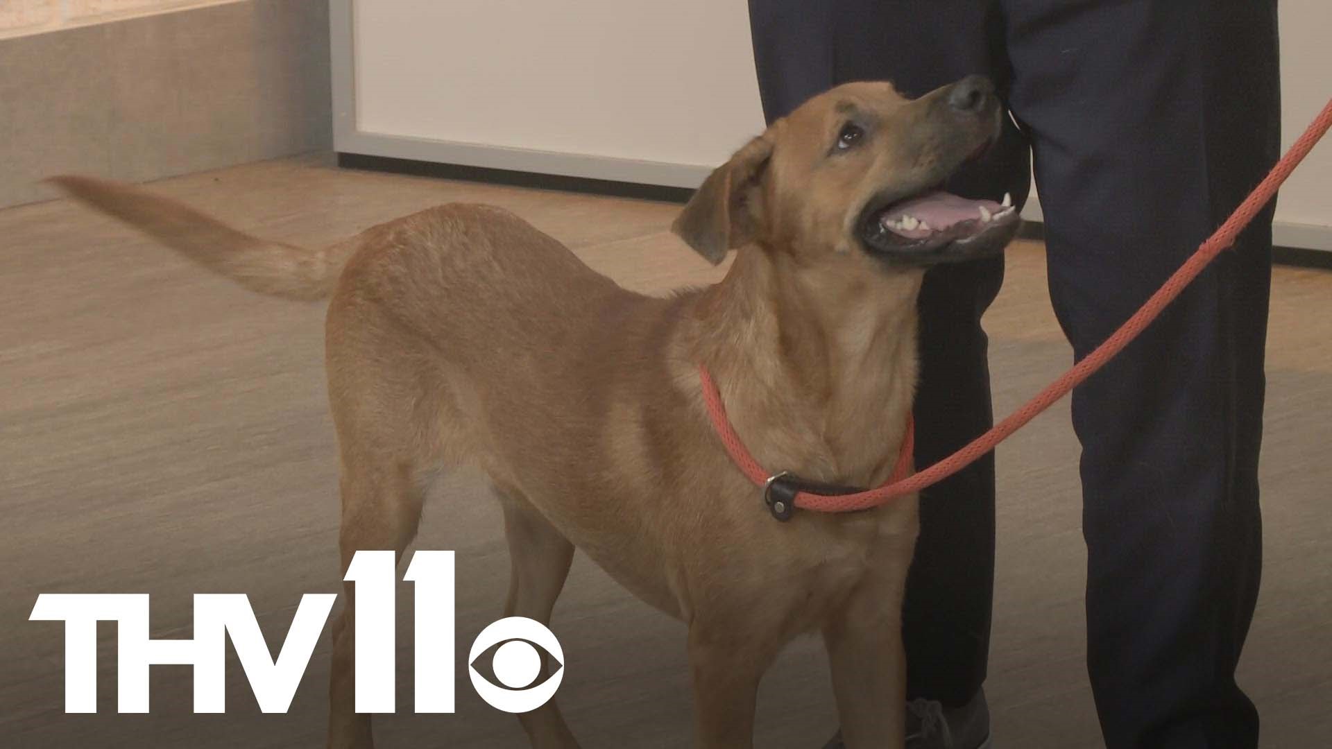 Meet Scout, our Pet of the Week from the Little Rock Animal Village. This playful 9-month-old pup is full of love and ready to be adopted and find his forever home!