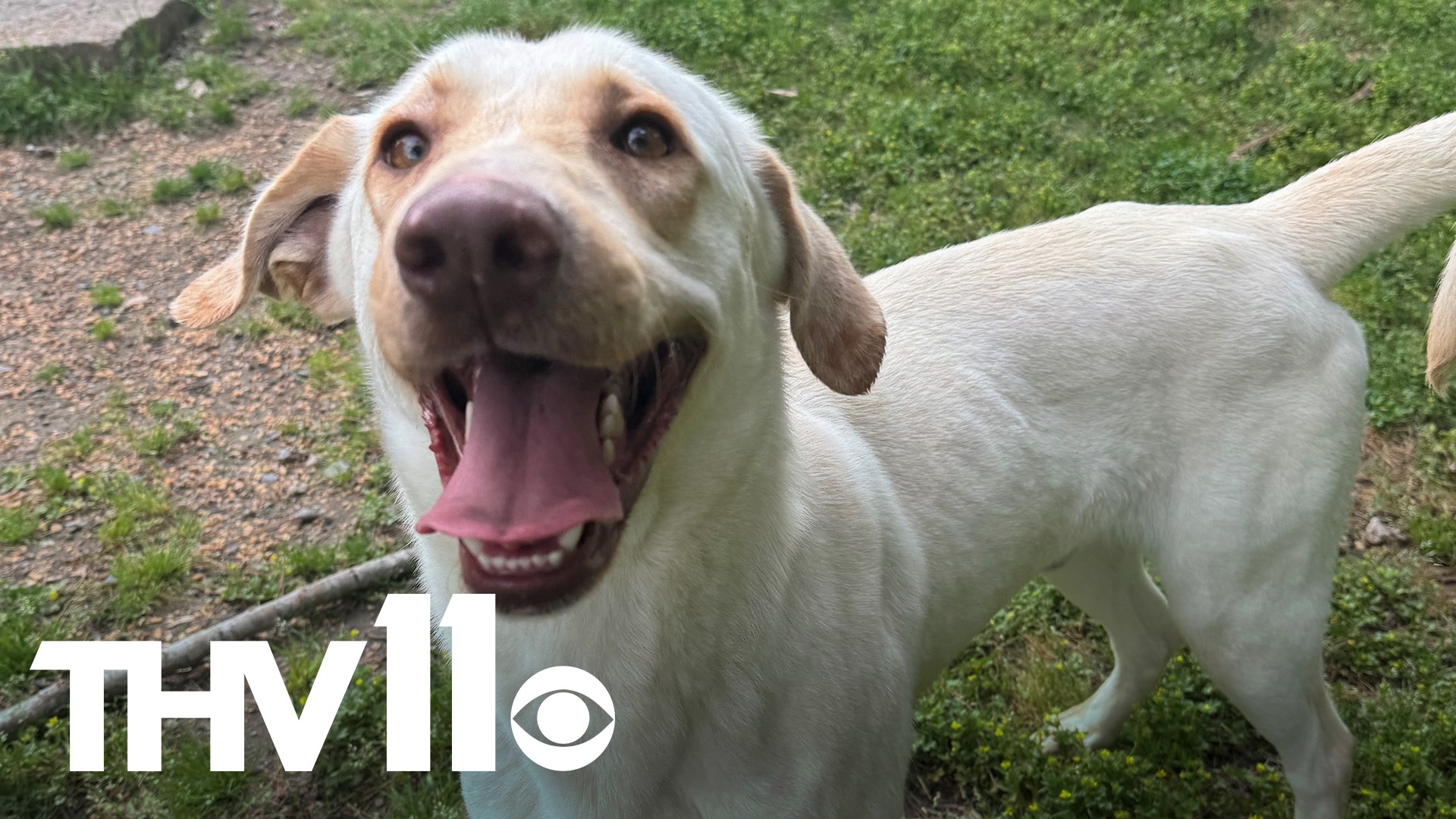 Meet Jackson! He's housetrained, great on a leash, and young but playful. Visit him at the Little Rock Animal Village to help him find a forever home today!