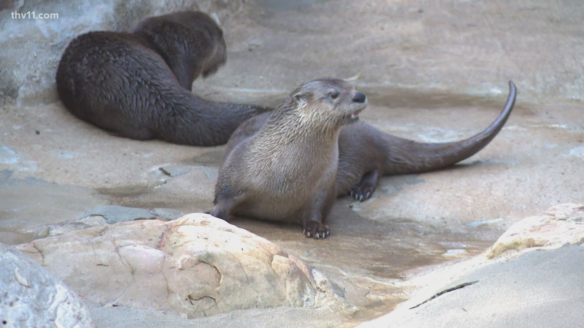 You can vote between three names for each otter, a male and female, on the Little Rock Zoo's website!