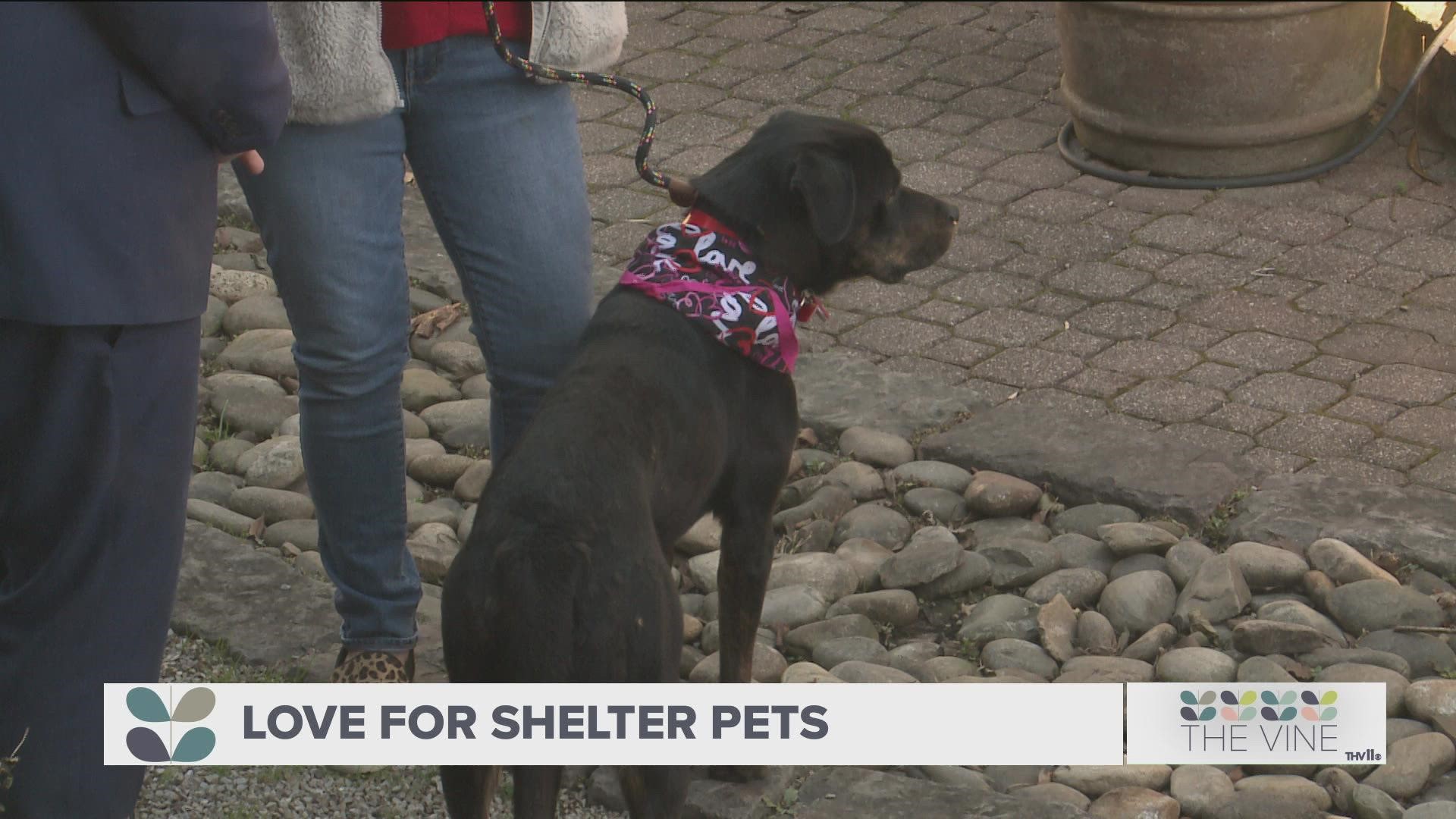 Pulaski County Humane Society's love for shelter pets 