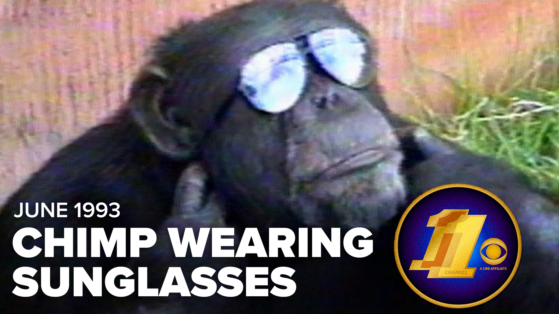 And now we present a news story from June 1993 about a chimpanzee wearing sunglasses! Enjoy this and more from our 11 News Vault.