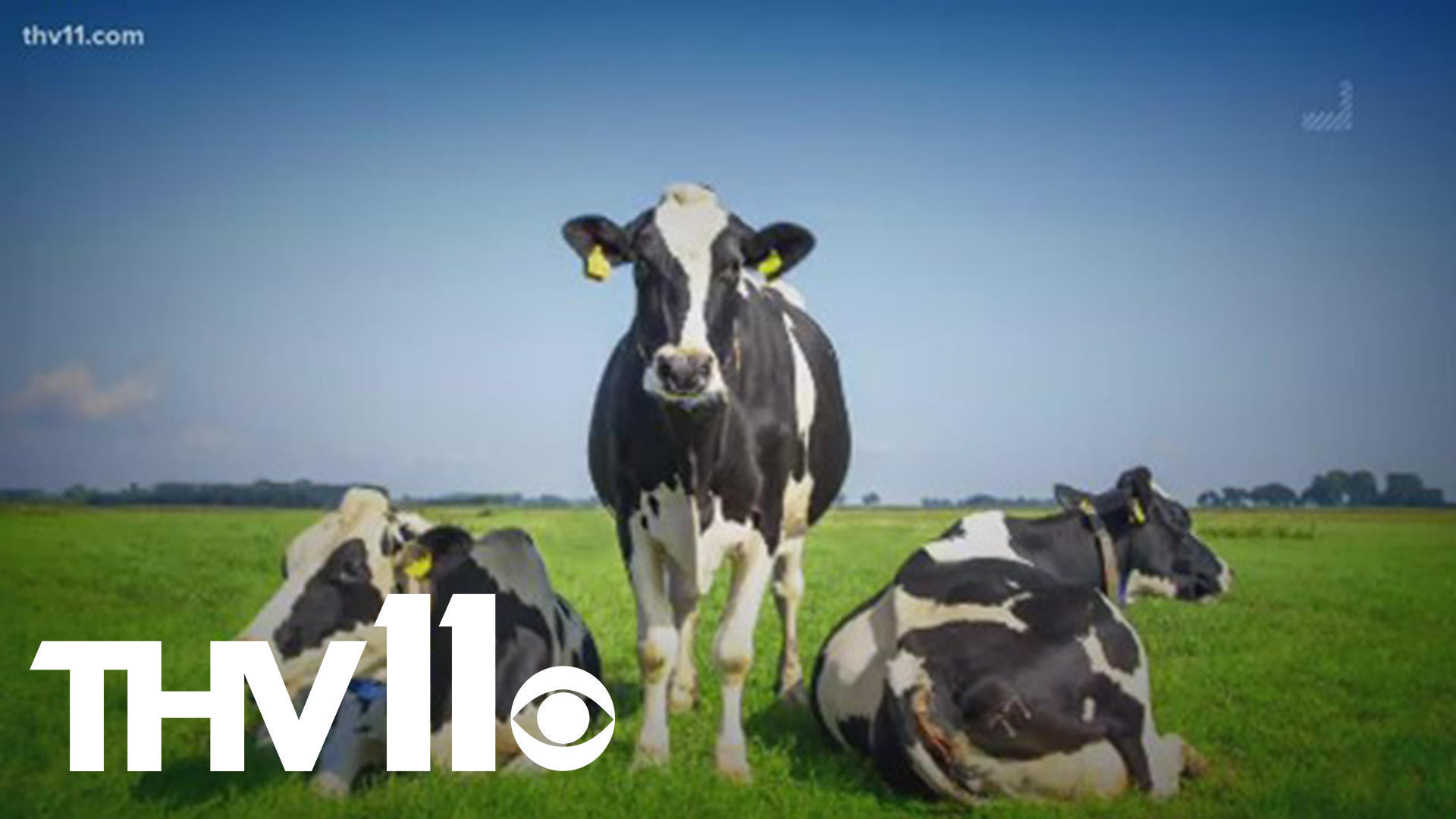 THV11 Meteorologist Corallys Ortiz finds out what the science says when it comes to animals predicting the weather - specifically cows.