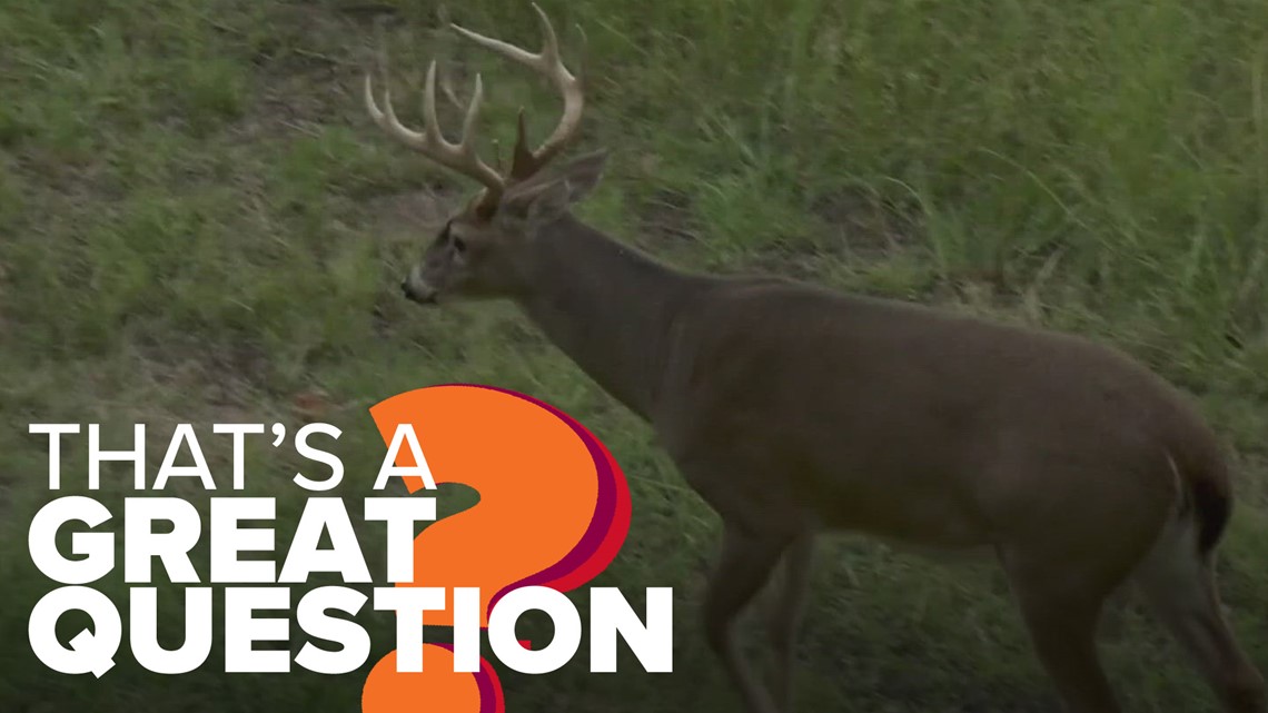 What's the biggest deer killed in Arkansas? That's A Great Question