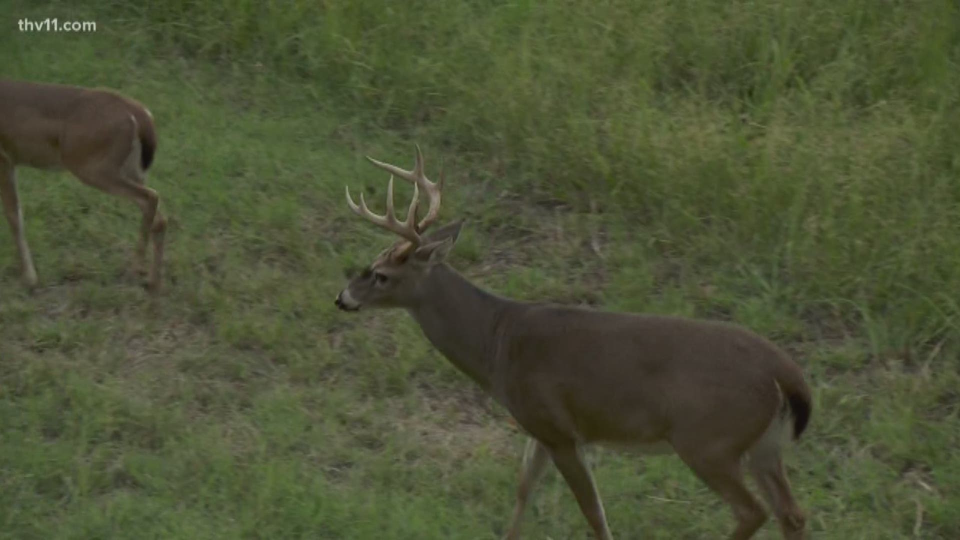 When the air gets cool in Arkansas, hunters start getting that itch, knowing deer season starts soon. This year, Arkansas Game and Fish is doing even more to help hunters combat Chronic Wasting Disease.