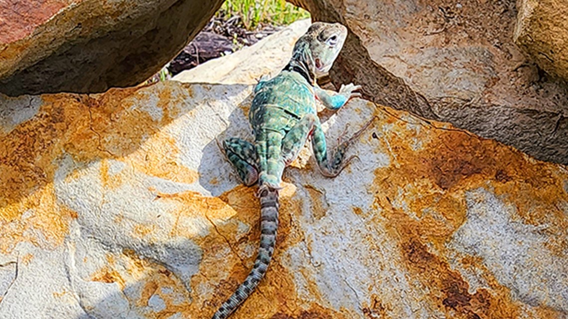 Over forty Eastern collard lizards find home in Arkansas Ozarks