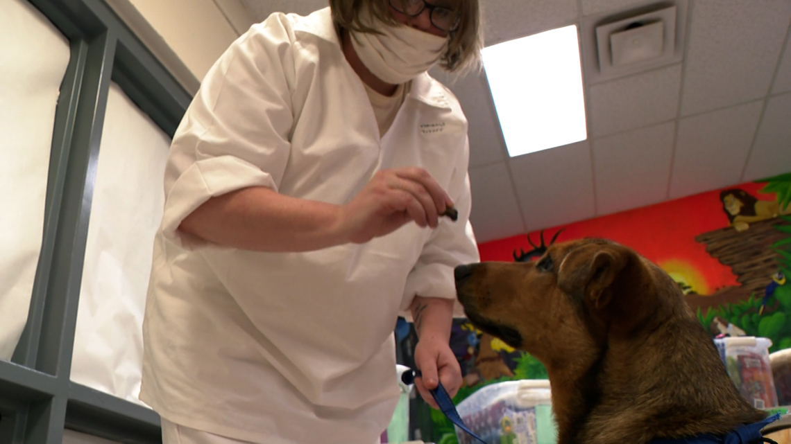 Arkansas inmates find purpose with dog companions - Vimarsana News
