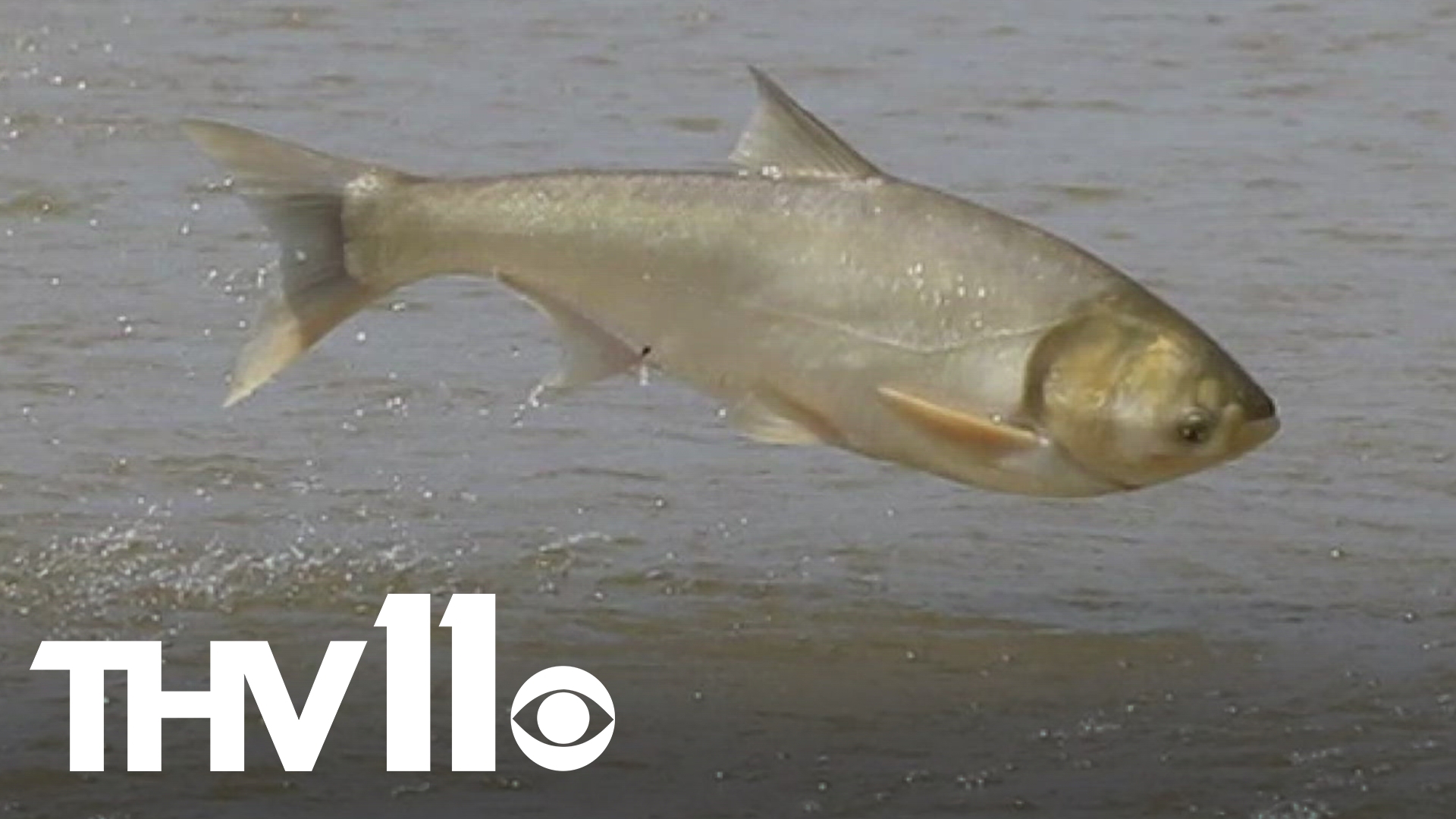 An invasive species is terrorizing rivers across the country, including Arkansas, and experts say it may be too late to stop them.