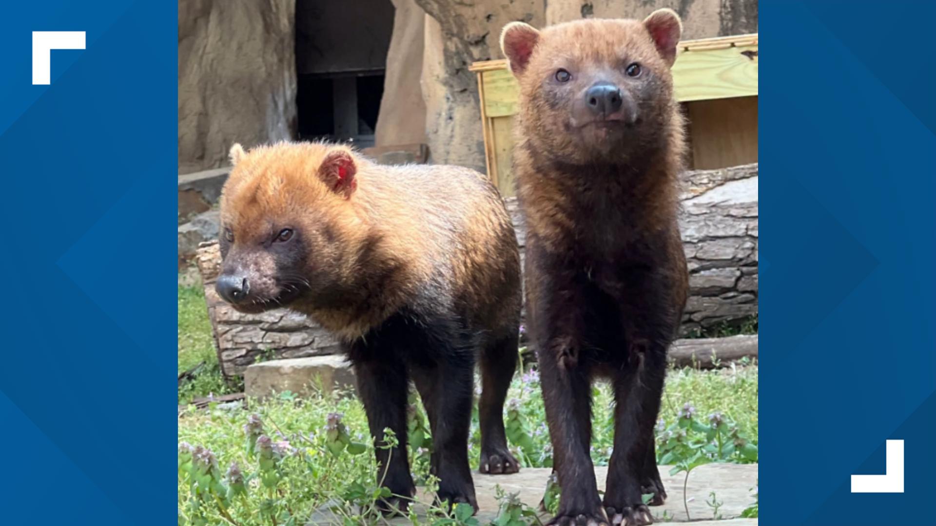 Bush dog pair at Little Rock Zoo expecting pups | thv11.com