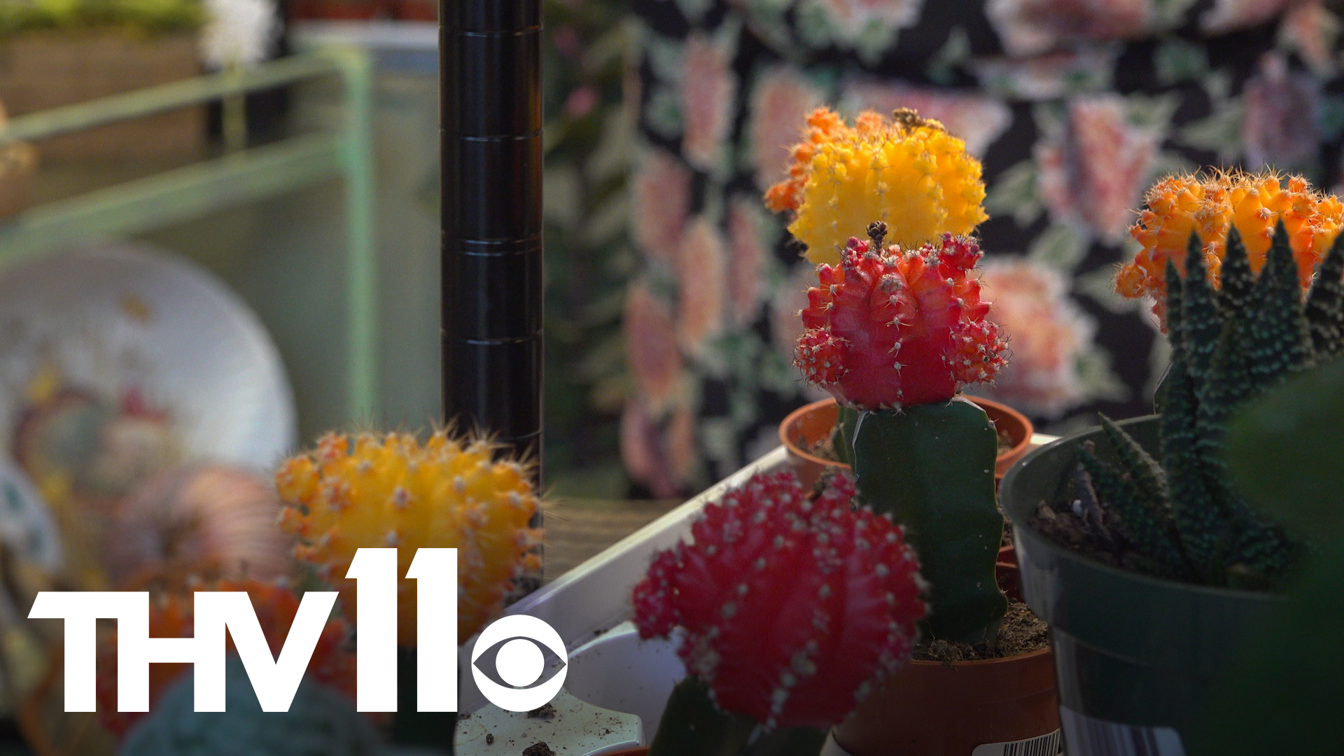 There's a new one in Little Rock that is working to grow the community's love for plants — indoor and out.