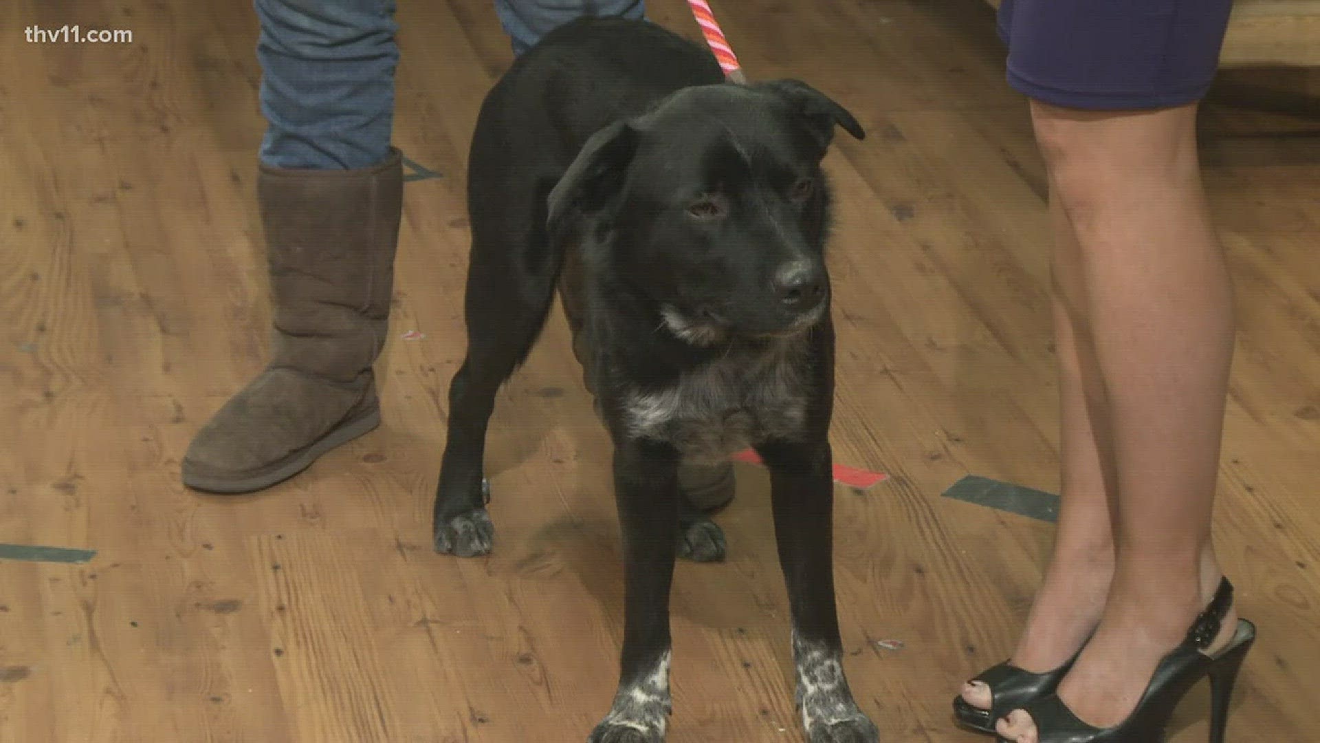 Betsy Robb from Friends of the Animal Village joined THV11 This Morning with Chief