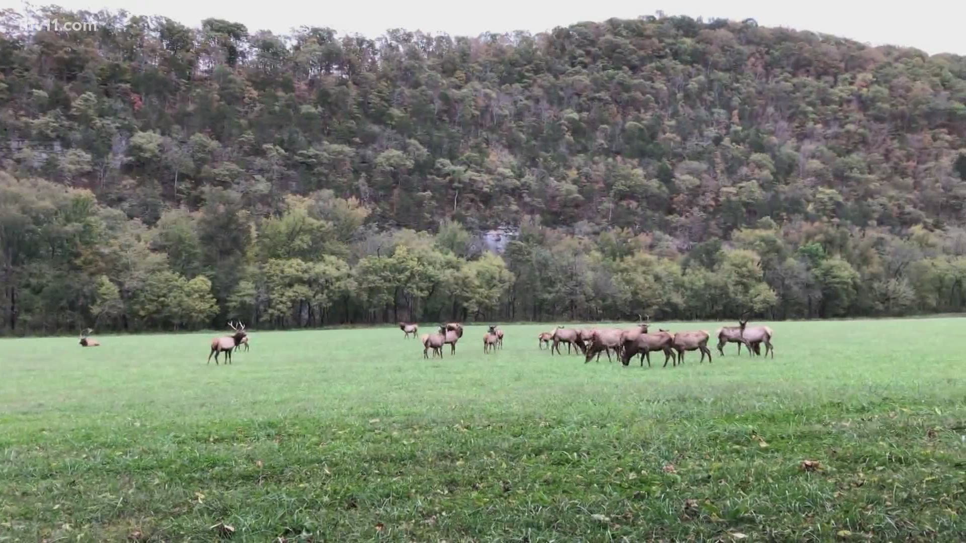 It's that time of year when many Arkansans plan a trip to the northwest part of the state to see the elk and fall colors. But with so many people, officers are busy.