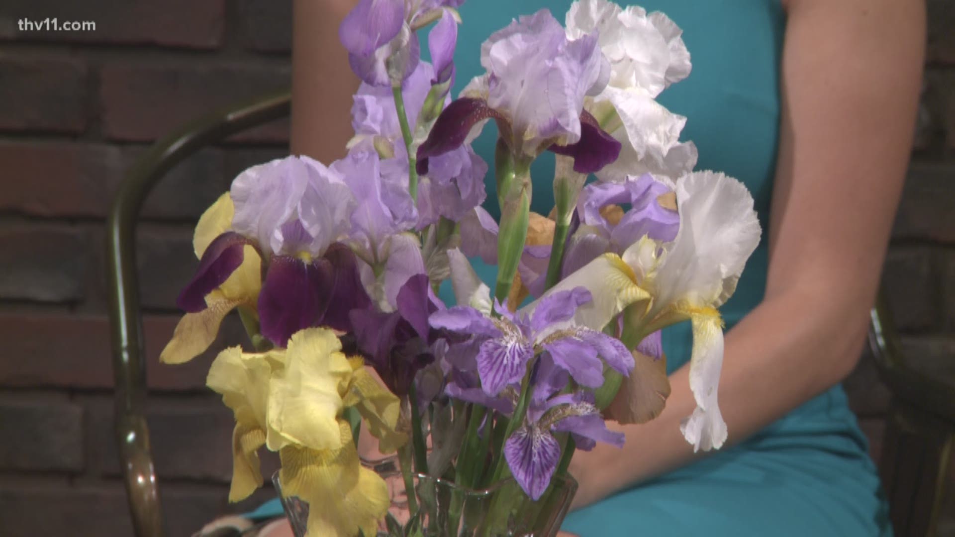 The first Mountain View Iris Festival is kicking off from May 4 to 6. Check out the full schedule of events here.