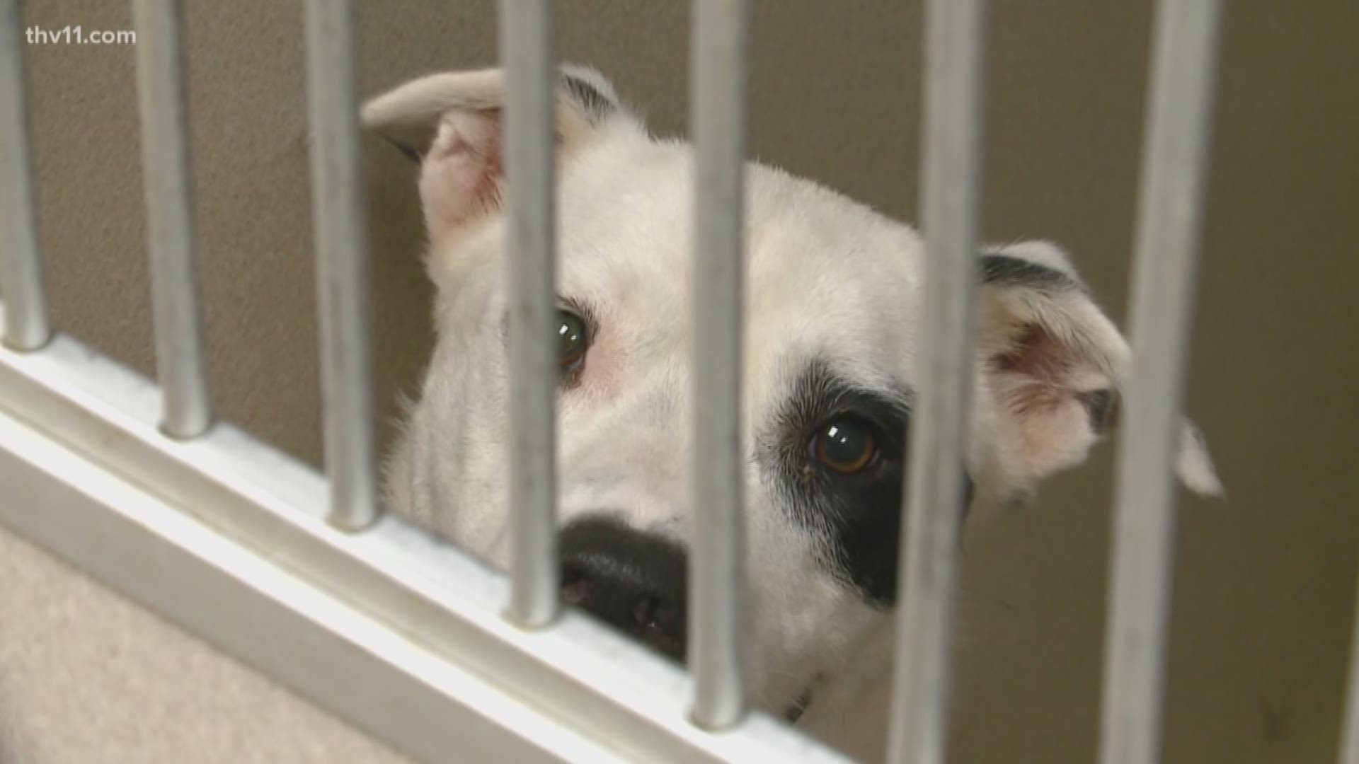 The coronavirus pandemic has forced businesses across the country to shut down temporarily and that includes animal shelters.