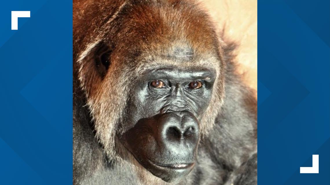 Little Rock Zoo staff mourn loss of beloved gorilla
