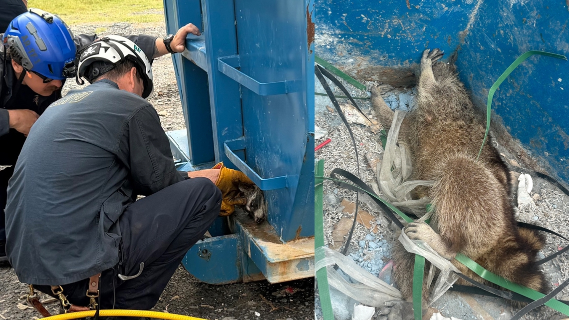 North Little Rock firefighters rescue dumpster-diving raccoon