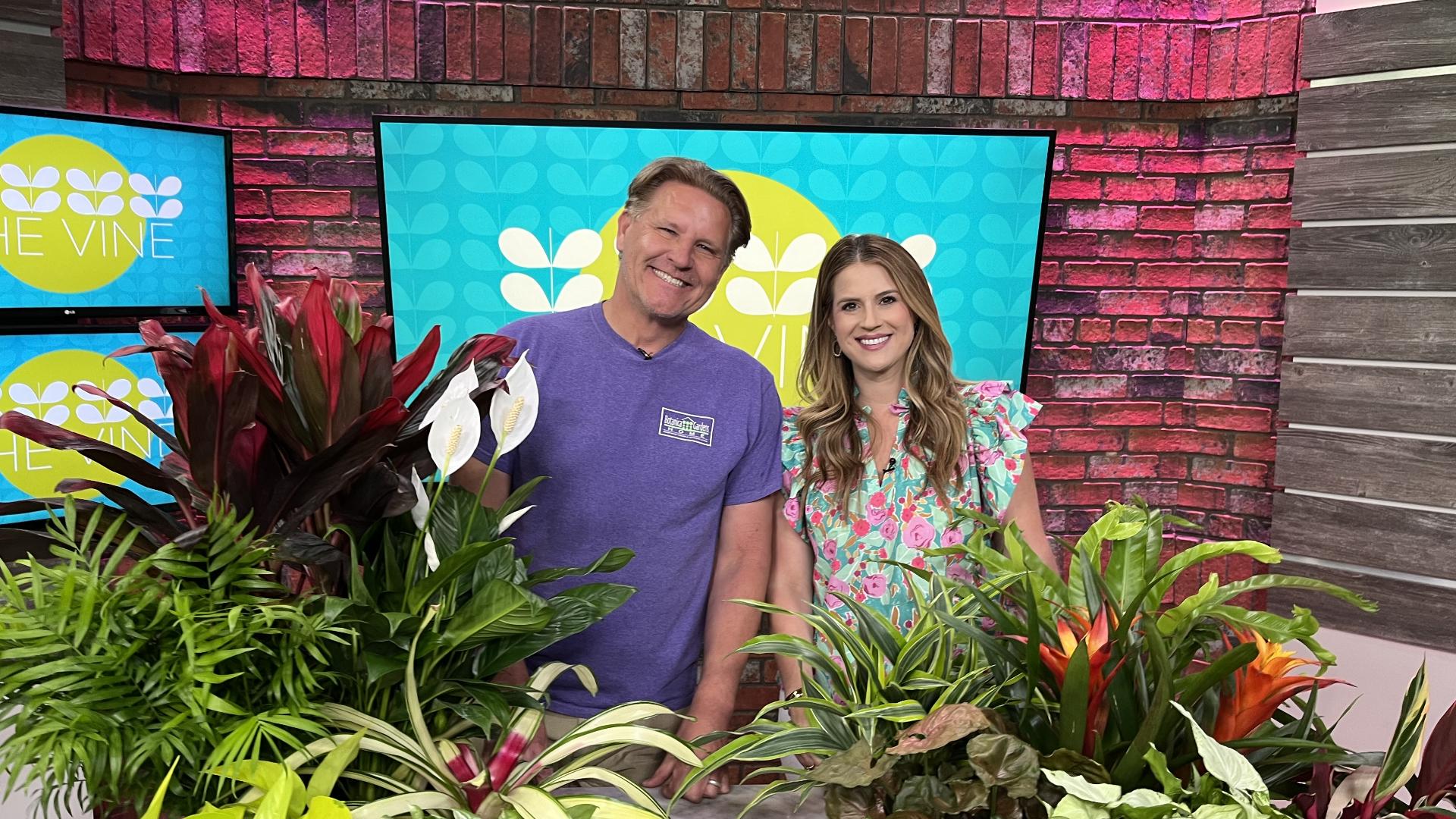 Tropical plants may be the answer to adding color to your areas inside and outside of your home. Chris H. Olsen shows us some different varieties of plants.