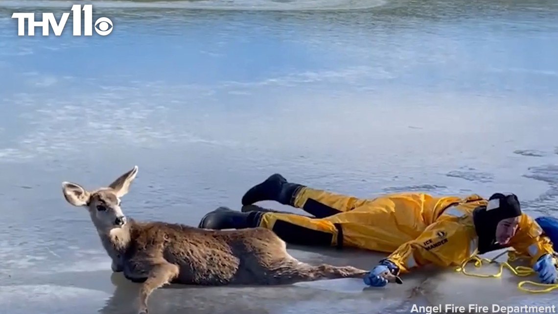 Man crawls across partially frozen lake to save deer