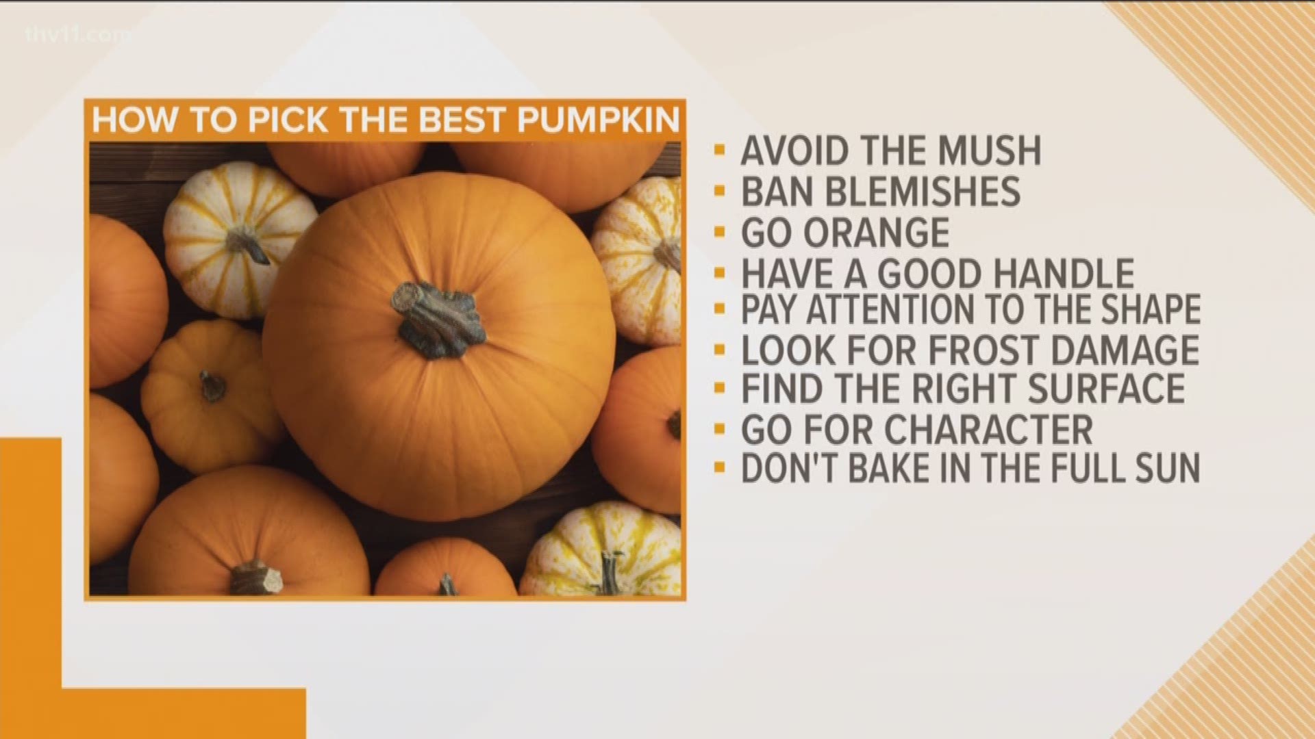 Pumpkins are here and there are some tips you may want to know when choosing the perfect pumpkin. We've got Chris H. Olsen here with us and he's going to share some of those tips.