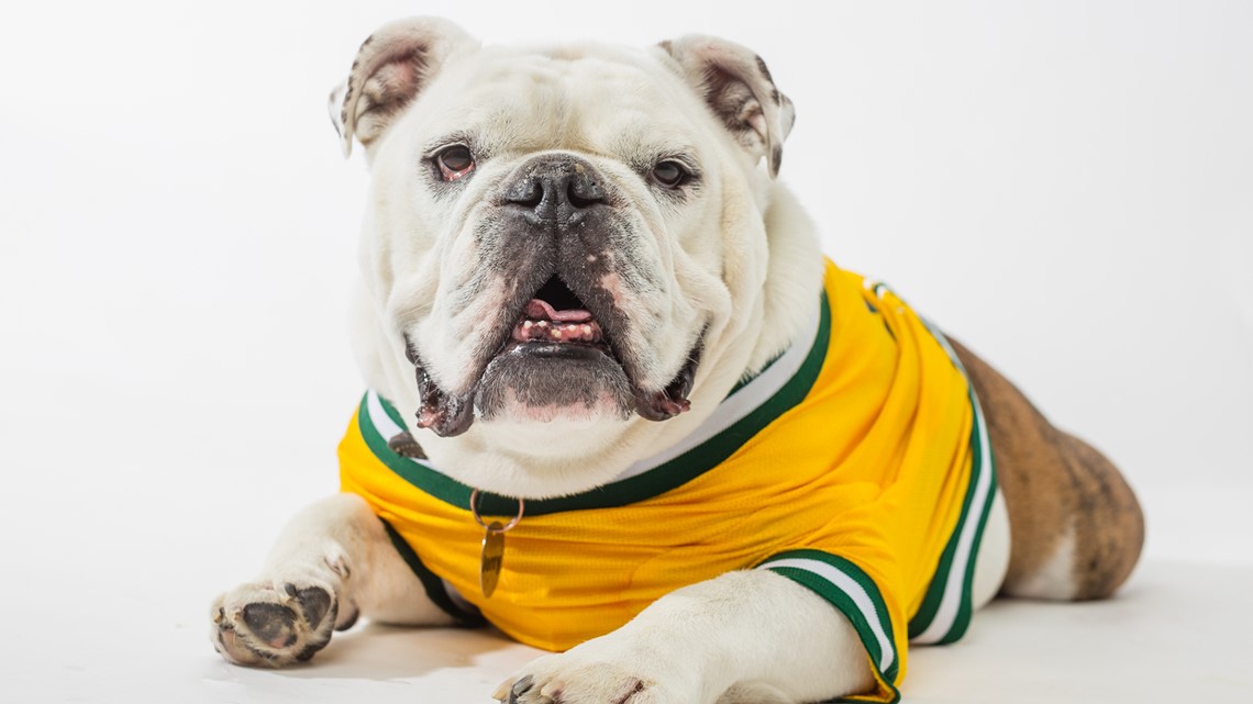 Remembering Arkansas Tech University's beloved campus bulldog - Vimarsana News