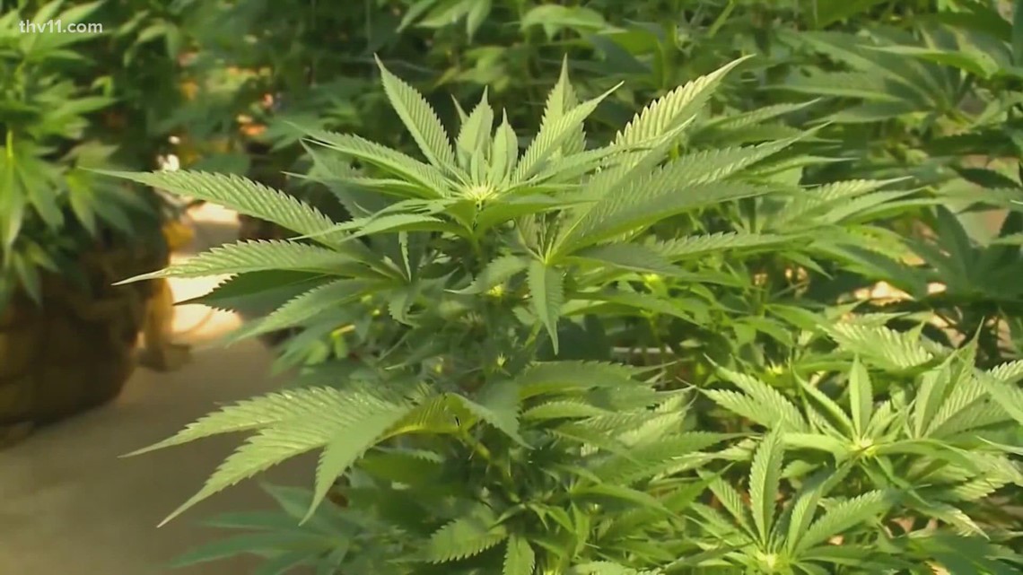 Groups make final push for and against recreational marijuana - Vimarsana News