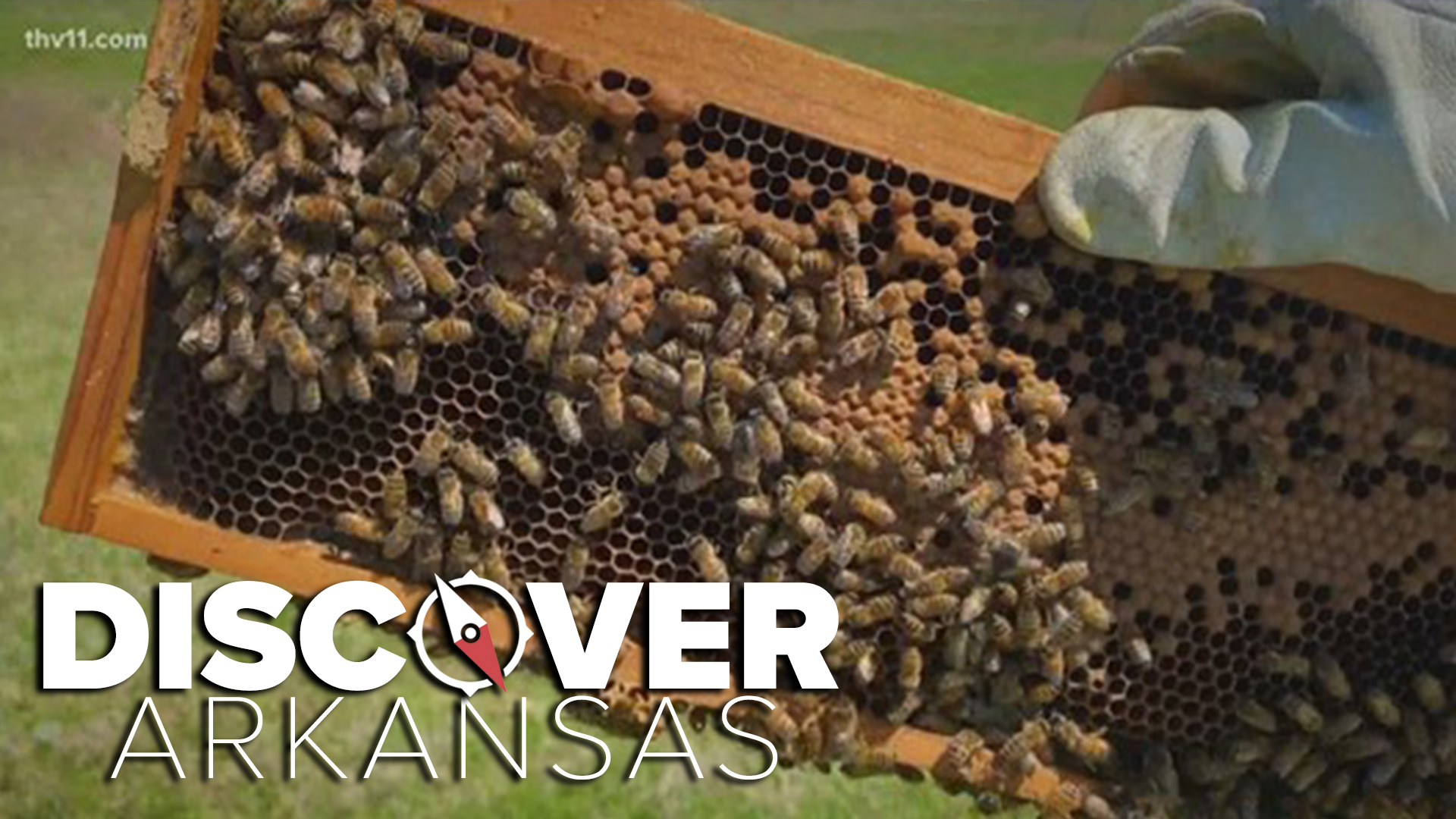 This week in discover Arkansas Ashley King shows us what the buzz is about on Bemis Family Farm.