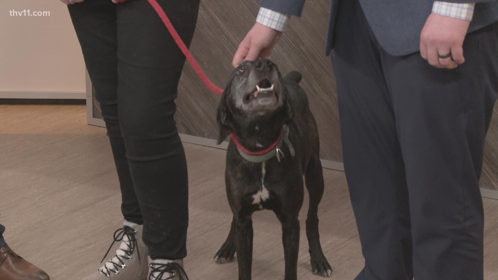 Betsy Robb is here with our pet of the week, Trotter.