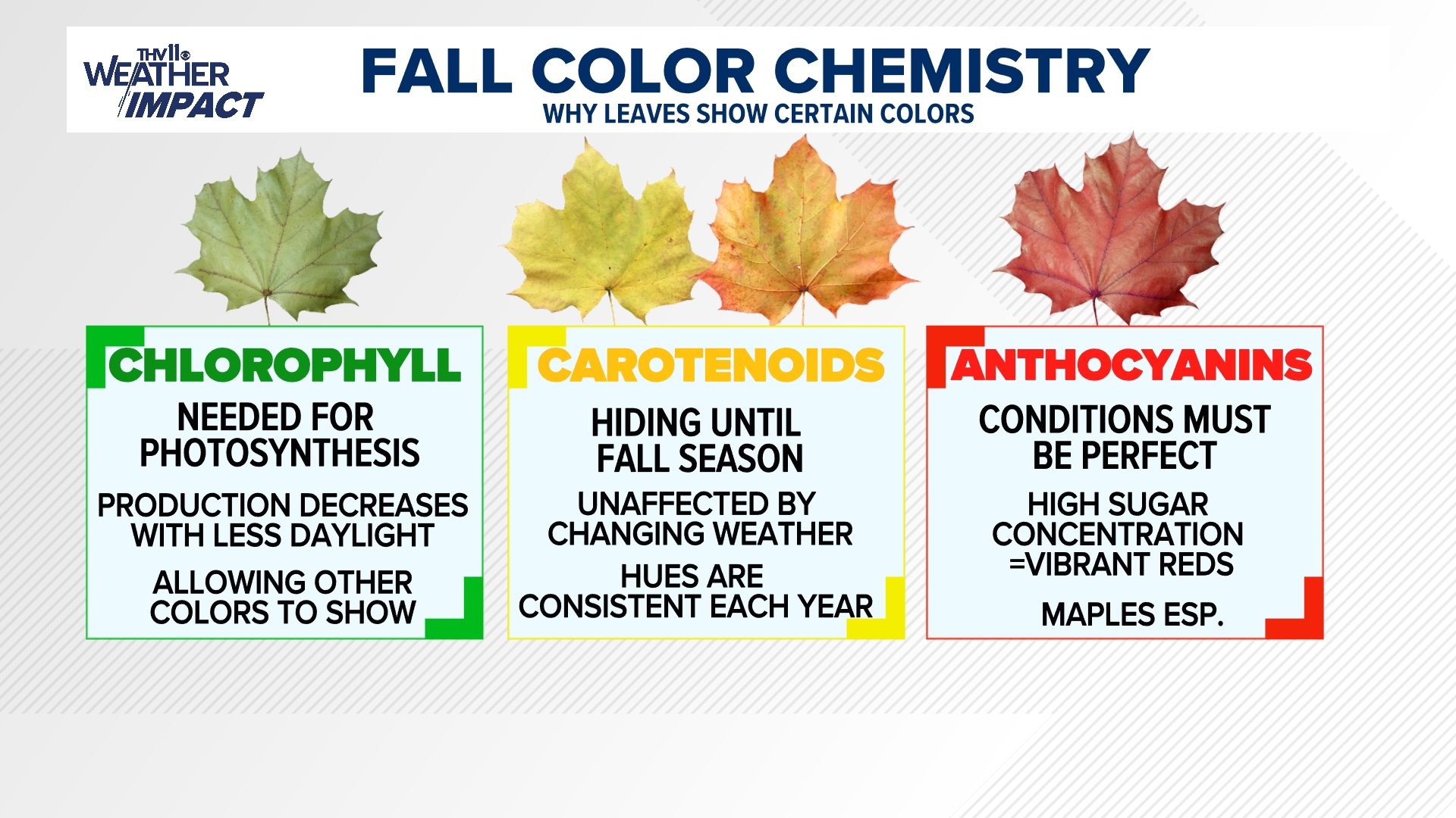 Could the recent droughts impact fall colors in Arkansas? | thv11.com