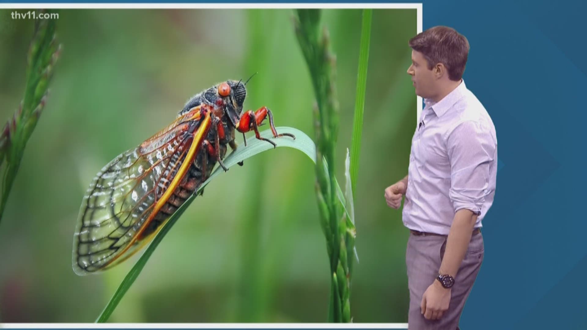 Everything you need to know about cicadas in Arkansas