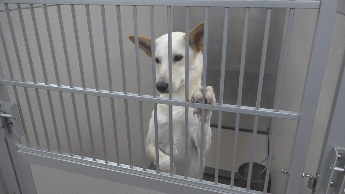 Arkansas animal shelter struggles with capacity issues during expansion