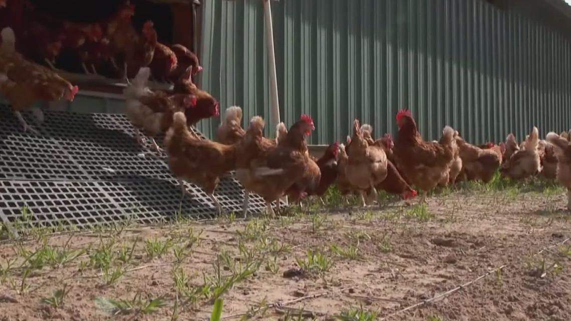 Case of bird flu confirmed at Arkansas poultry farm | thv11.com