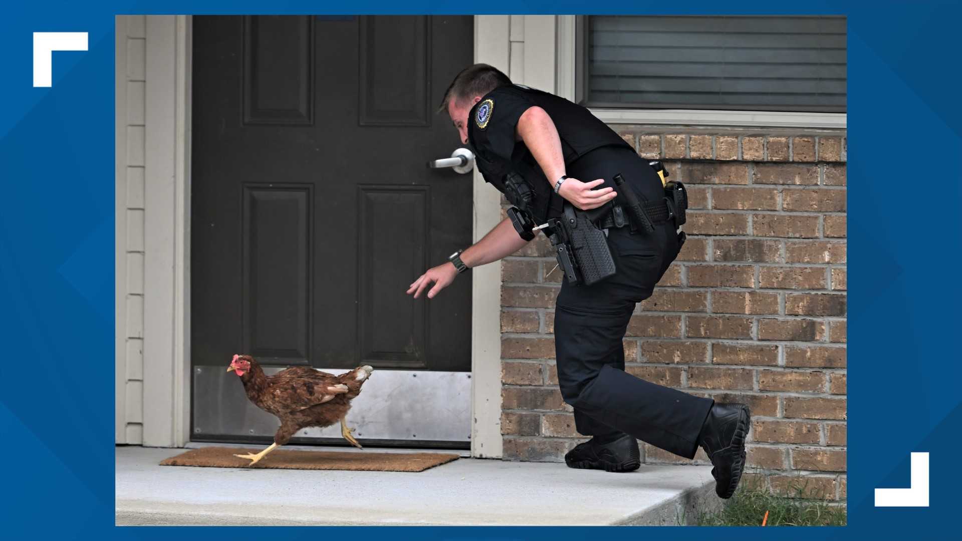 Two Jonesboro officers work to wrangle up loose chicken