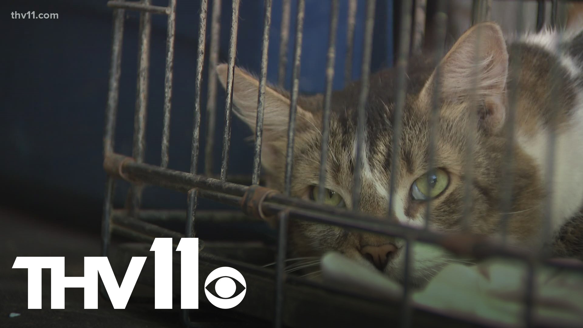 More than one hundred animals rescued in Faulkner County 
