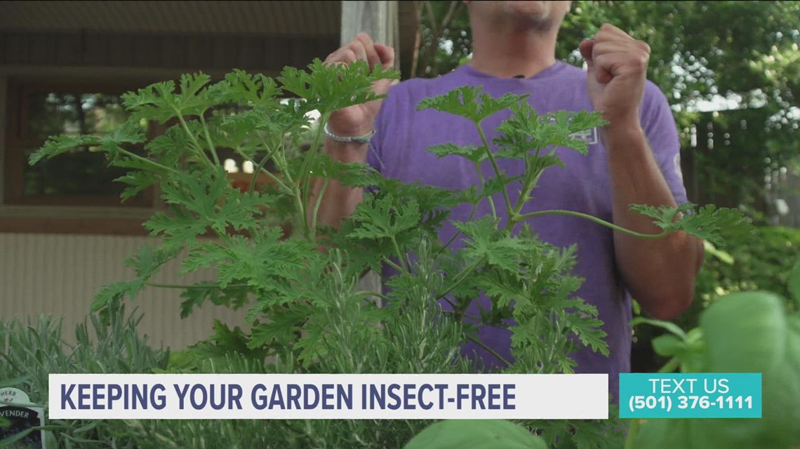 Insect-free garden ideas by Chris H. Olsen