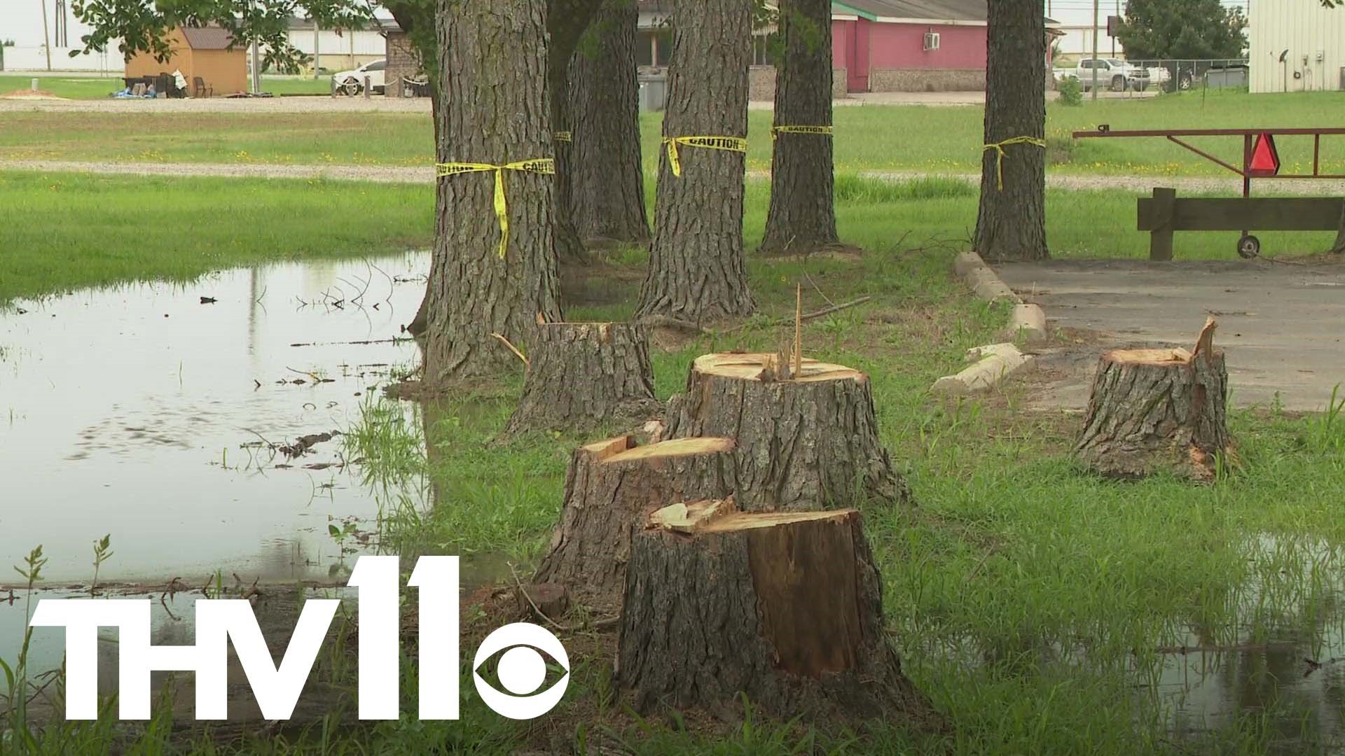 Trees cover nearly half of the Natural State— but lately, a lot of pine trees have been dying, and experts are taking a look at why that is in order to save them.