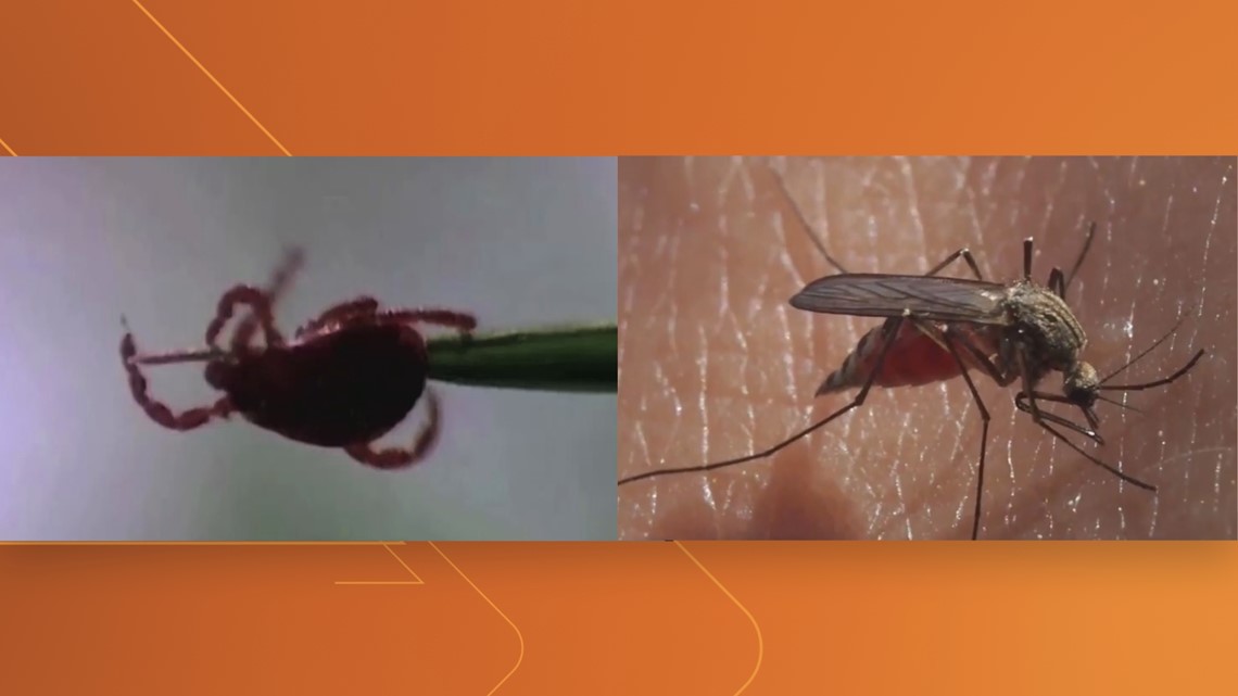 How to protect yourself from ticks and mosquitoes | thv11.com