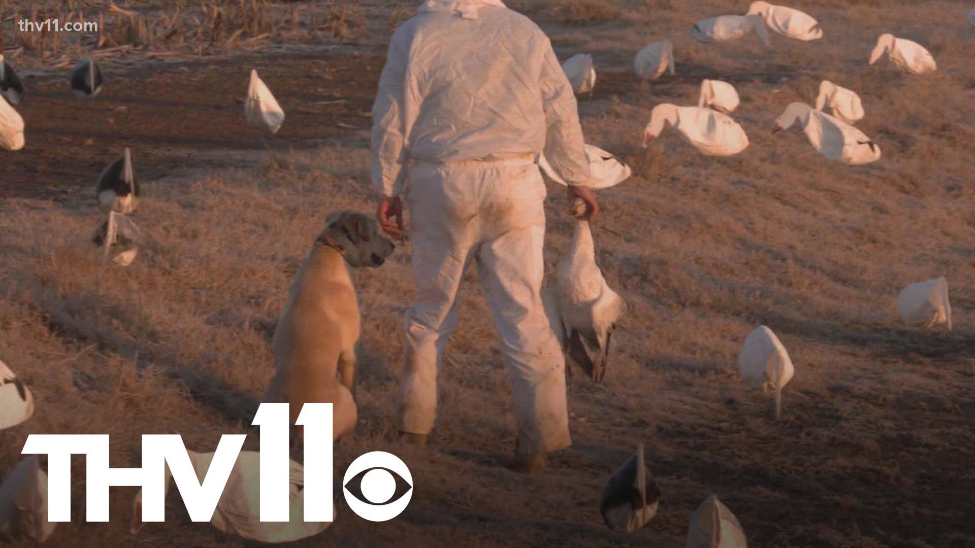As more hunters head out for duck season, some are noticing sick waterfowl.
