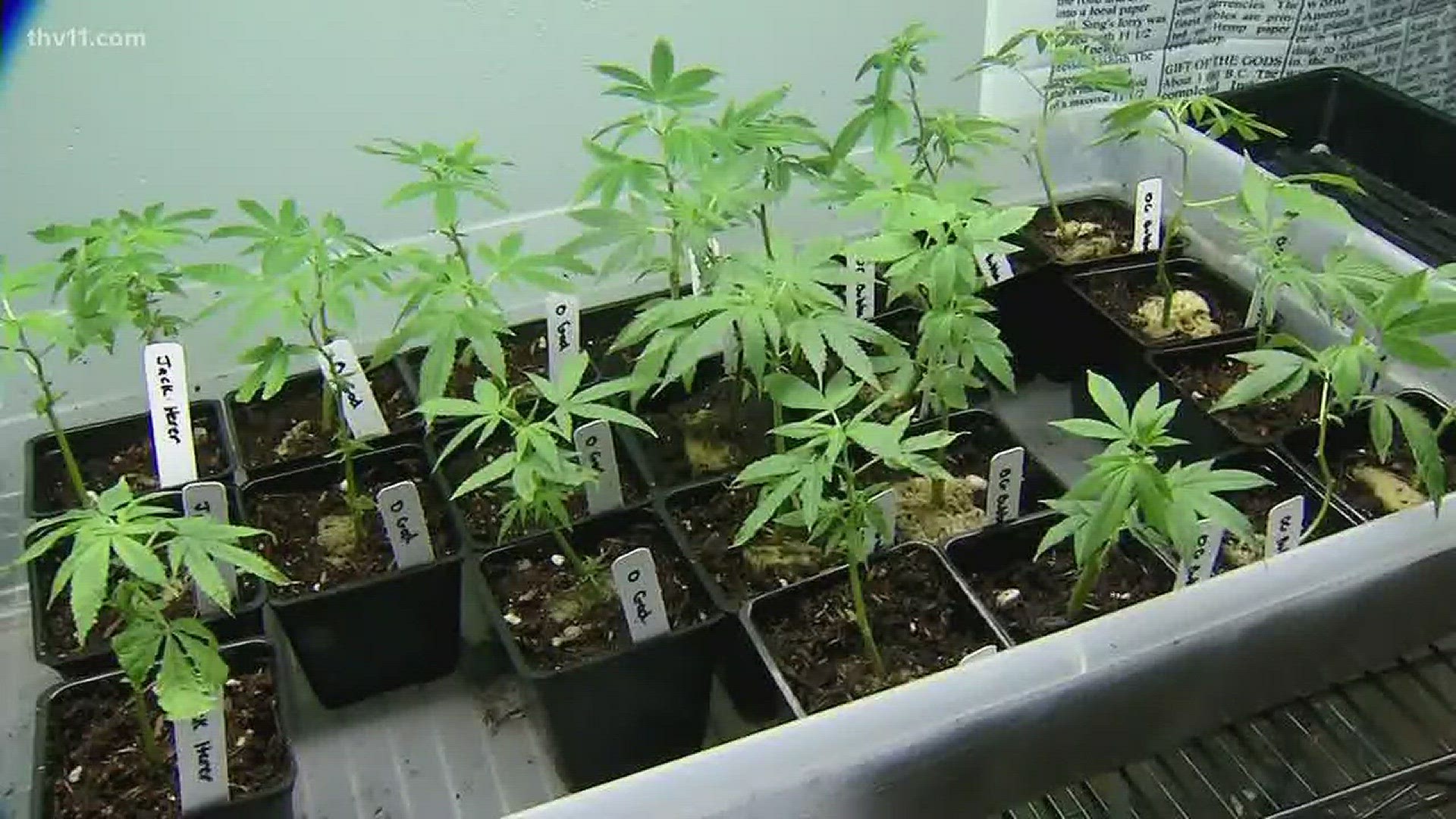 Tuesday, Feb. 27, the Medical Marijuana Commission will name the five cultivator licensees for the state.