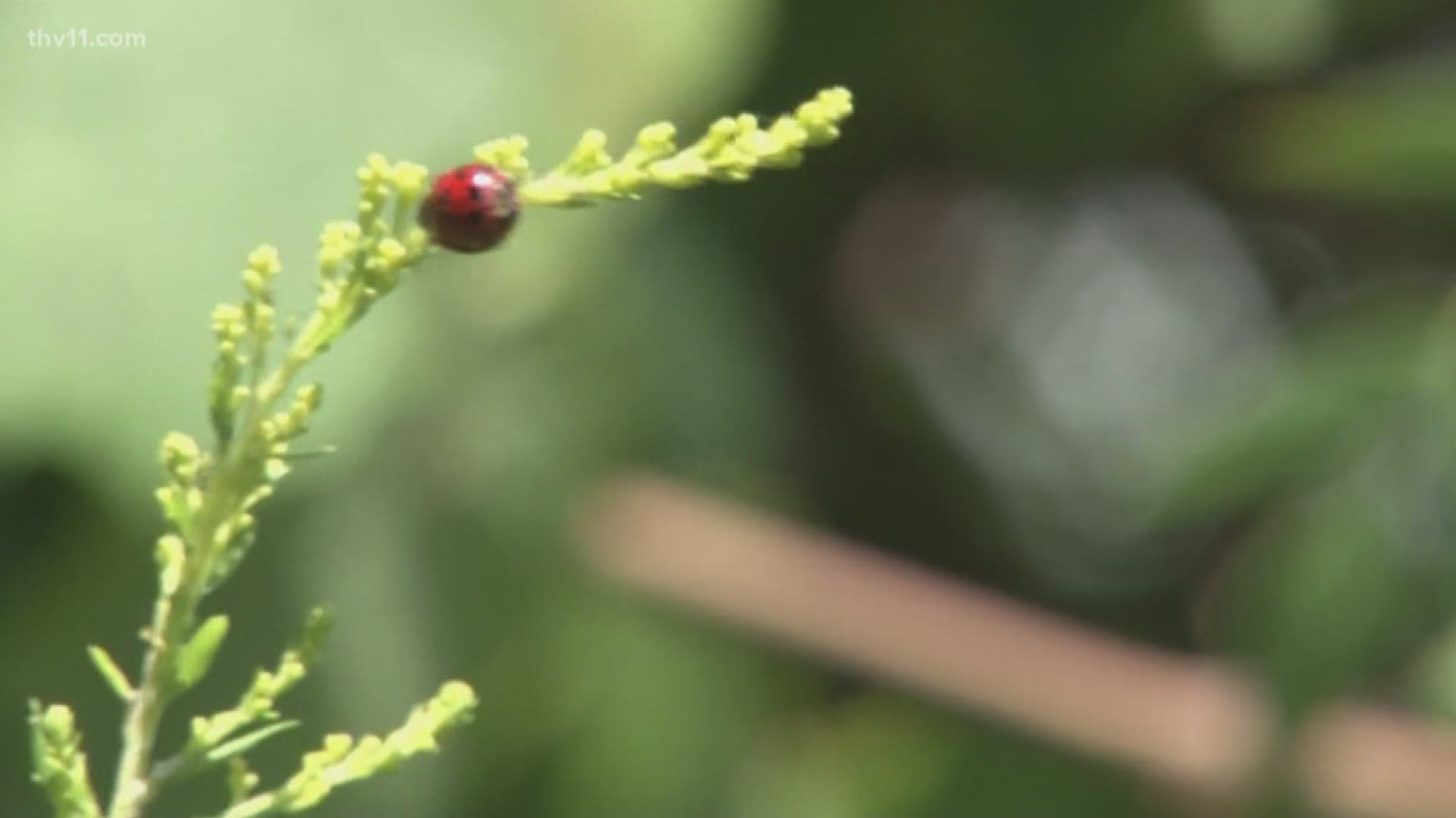 For some Arkansans, fall means hay fever season is about to ramp up.