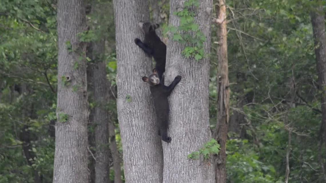 Arkansas bear hunting season now expanded