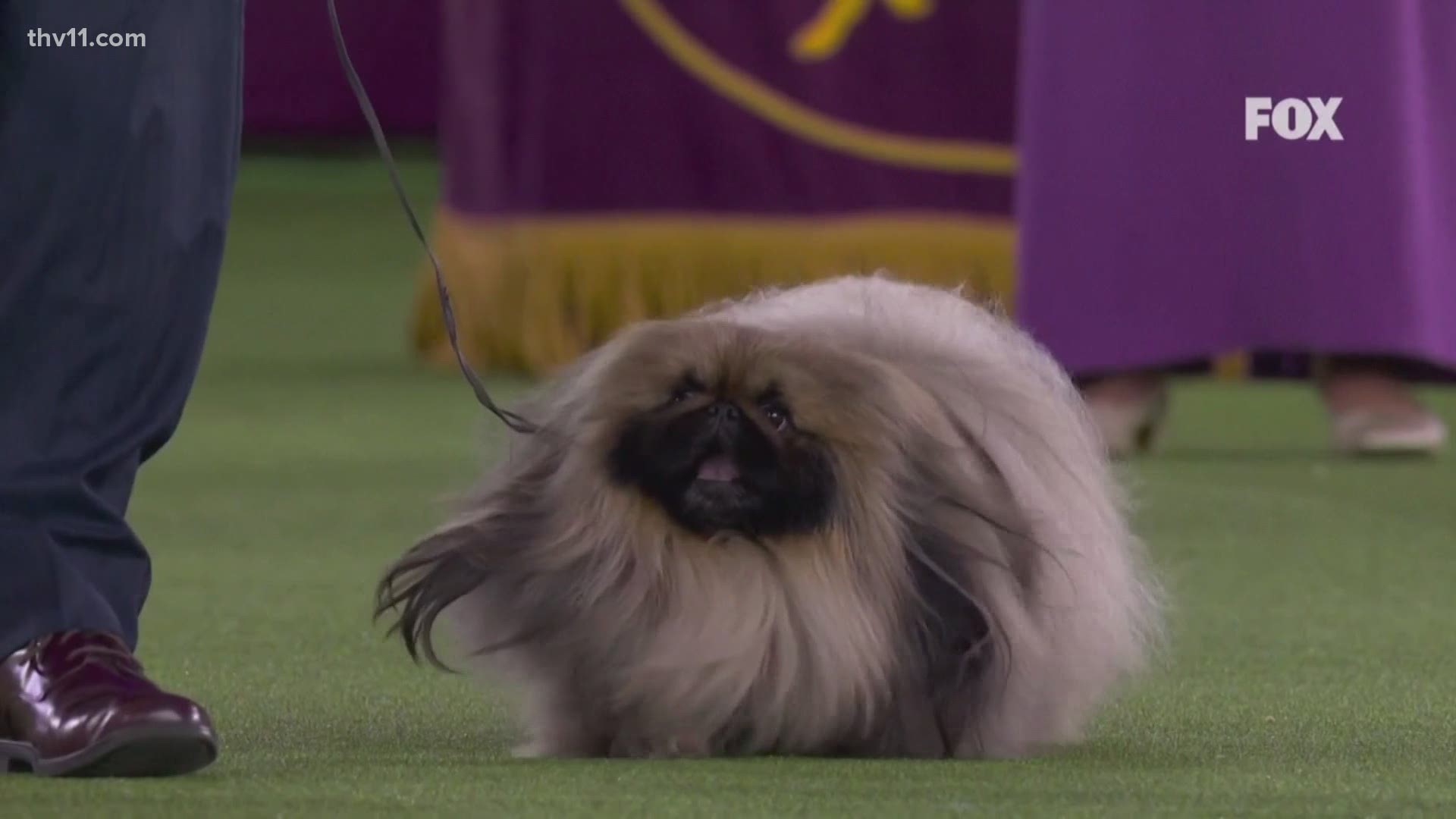 The flavor of the year at the Westminster Kennel Club dog show: Wasabi.