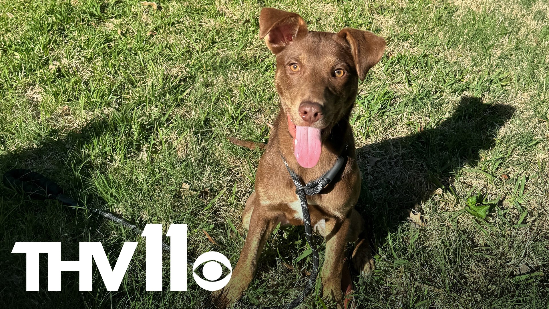 Meet Cha Cha, a natural retriever looking for a new best friend to play fetch with! Adopt her at the Little Rock Animal Village today.
