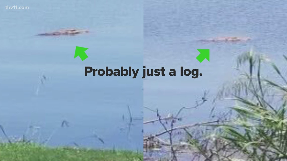 Are there alligators in Lake Hamilton?